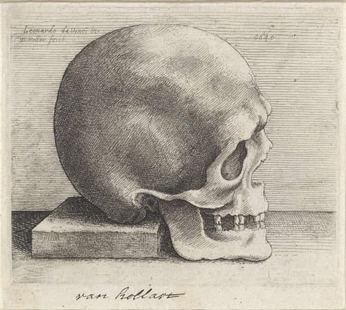 Anatomische studie van een schedel by Wenceslaus Hollar