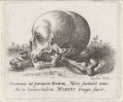 Schedel en beenderen by Wenceslaus Hollar