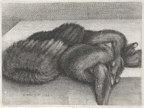 Mof en stola van bont by Wenceslaus Hollar