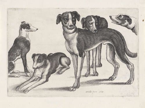 Jacht, jachthonden en wild by Wenceslaus Hollar