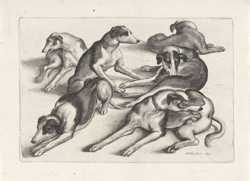 Zes liggende jachthonden by Wenceslaus Hollar
