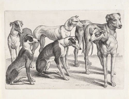 Twee zittende en vier staande jachthonden by Wenceslaus Hollar