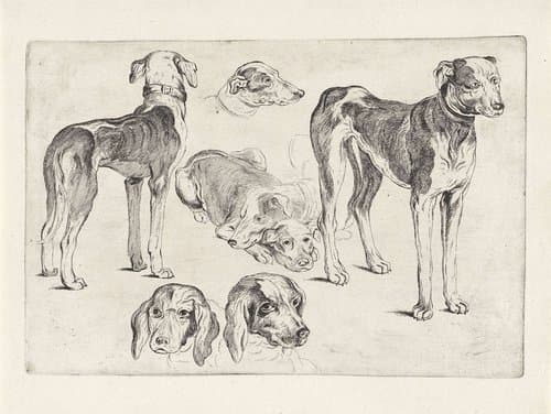 Studies van jachthonden by Wenceslaus Hollar
