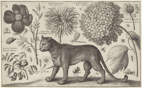 Luipaard, bloemen en insecten by Wenceslaus Hollar