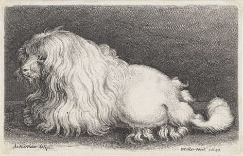 Witte hond by Wenceslaus Hollar