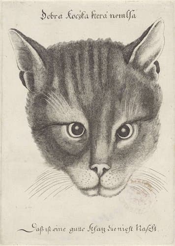 Kop van een kat by Wenceslaus Hollar