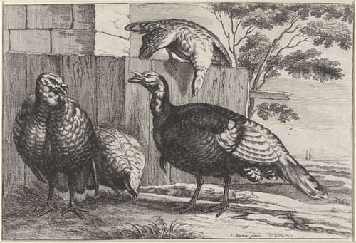 Vier kalkoenen by Wenceslaus Hollar
