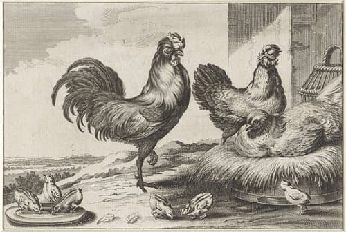 Verschillende vogels by anonymous