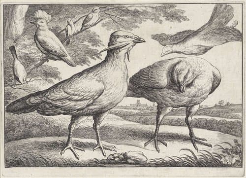 Trapganzen en een kaketoe by Wenceslaus Hollar