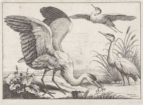 Diversae avium species by Wenceslaus Hollar
