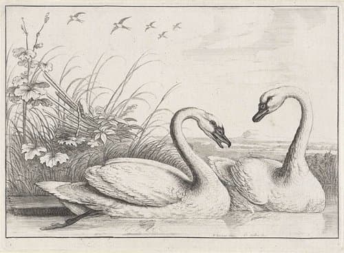 Diversae avium species by Wenceslaus Hollar