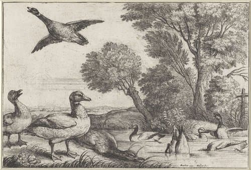 Diversae avium species by Wenceslaus Hollar