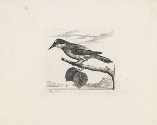 Vlaamse gaai by Wenceslaus Hollar