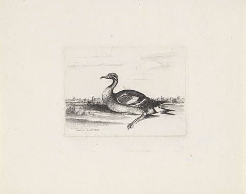 Watervogel by Wenceslaus Hollar