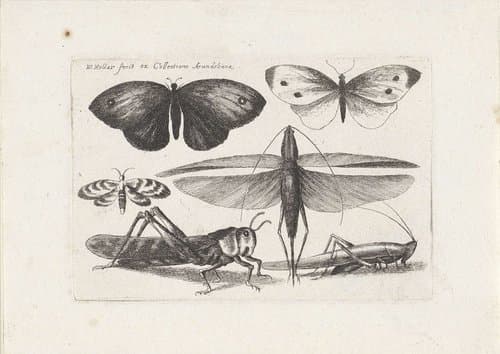 Muscarum Scarabeorum by Wenceslaus Hollar