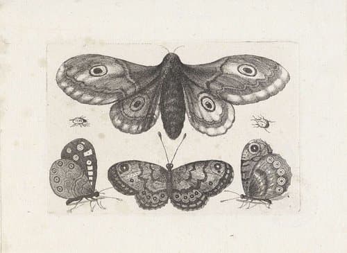 Muscarum Scarabeorum by Wenceslaus Hollar