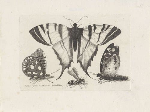 Vlinders en een wesp by Wenceslaus Hollar