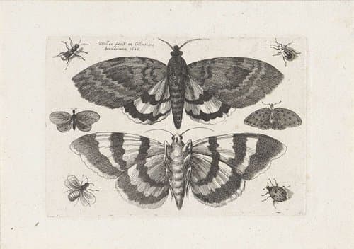 Motten en kleine insecten by Wenceslaus Hollar