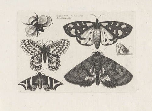Motten by Wenceslaus Hollar