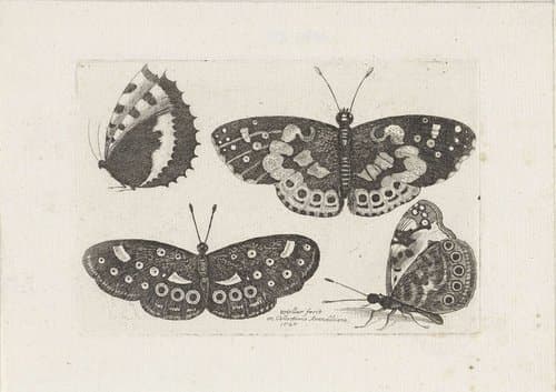Vier vlinders by Wenceslaus Hollar