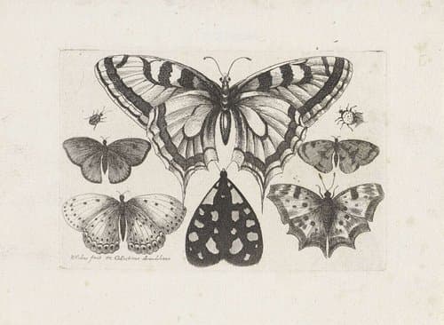 Muscarum Scarabeorum by Wenceslaus Hollar