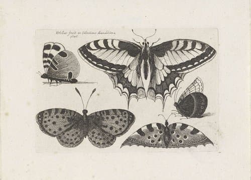 Vijf vlinders by Wenceslaus Hollar