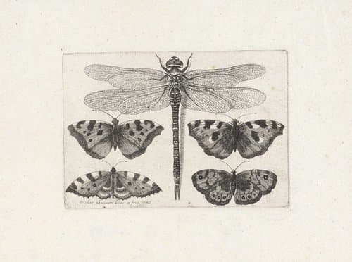 Libelle en vier vlinders by Wenceslaus Hollar