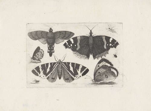 Vier vlinders by Wenceslaus Hollar