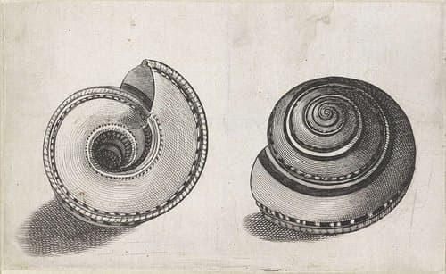 Schelp, architectonica trochlearis by Wenceslaus Hollar