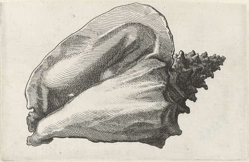 Schelp, strombus gigas by Wenceslaus Hollar