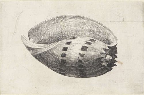 Schelpen by Wenceslaus Hollar