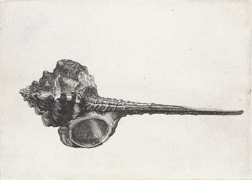 Schelp, murex haustellum by Wenceslaus Hollar