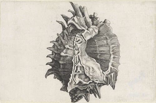 Schelp, phyllonotus erythrostomus by Wenceslaus Hollar