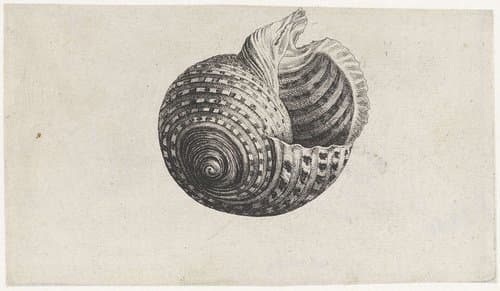 Schelpen by Wenceslaus Hollar