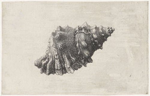 Schelpen by Wenceslaus Hollar