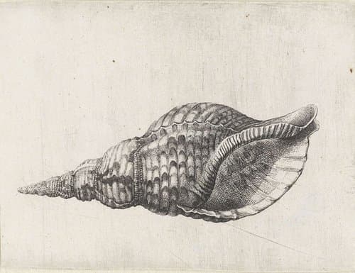 Schelp, charonia tritonis by Wenceslaus Hollar