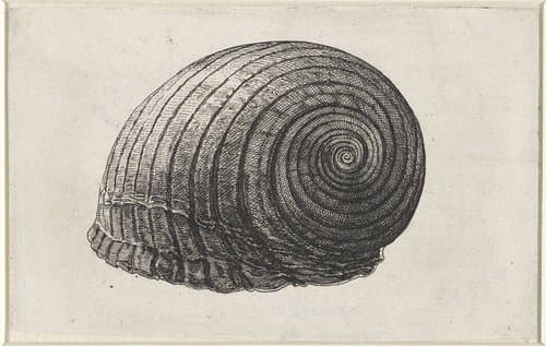Schelpen by Wenceslaus Hollar