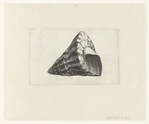 Schelp by Wenceslaus Hollar