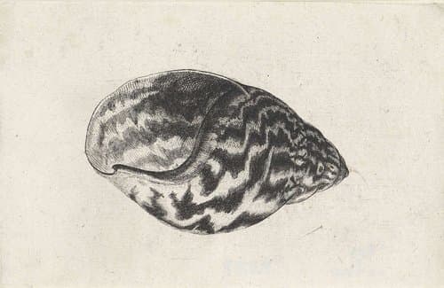 Schelpen by Wenceslaus Hollar