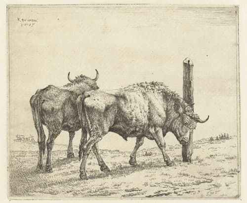 Twee ossen by Karel du Jardin