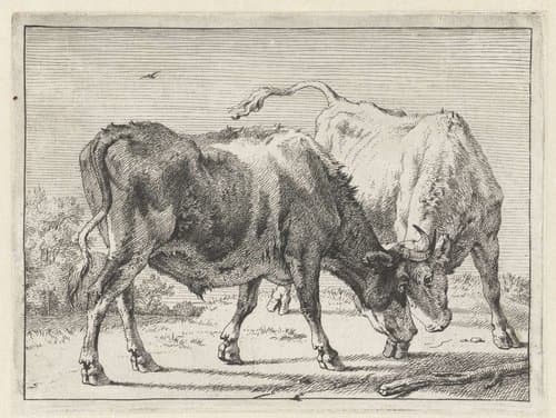 Twee vechtende ossen by Paulus Potter