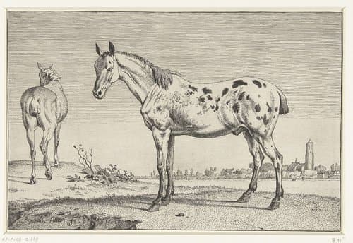 Het gecoupeerde paard by Paulus Potter