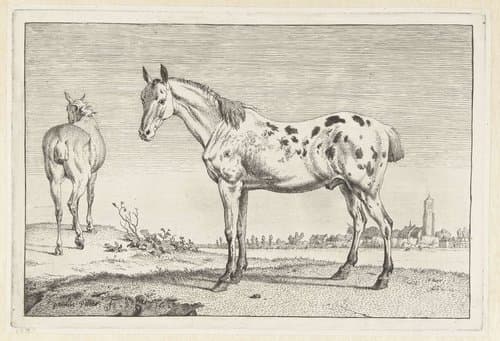 Het gecoupeerde paard by Paulus Potter