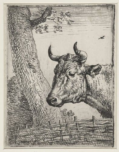 Kop van een koe by Paulus Potter