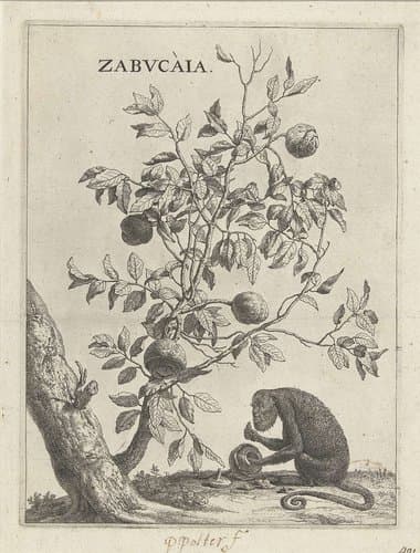 Zabvcàia by Paulus Potter