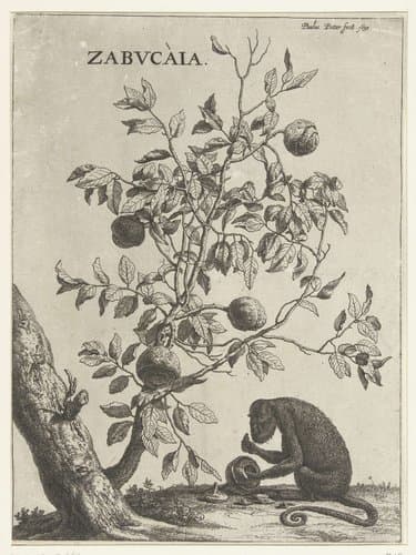 Zabucaiaboom en een aap by Paulus Potter