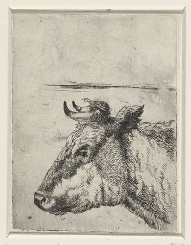 Kop van een koe by Paulus Potter