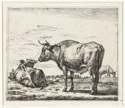 Staande stier by Adriaen van de Velde