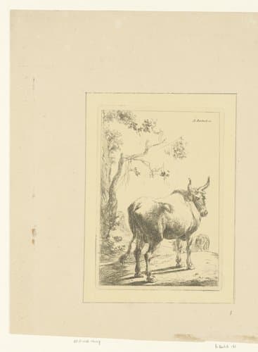 Stier van achteren gezien by Adam von Bartsch