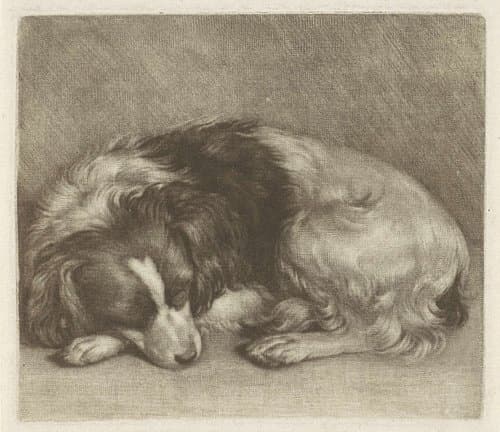 Slapende hond, mogelijk een spaniël by Jan Verkolje (I)